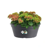 Elho green basics schaal 33cm living black - afbeelding 5