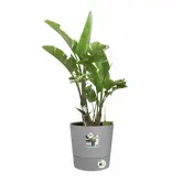 Elho Bloempot Greensense Aqua Care rond 35cm grijs - afbeelding 2