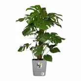 Elho Bloempot Greensense Aqua Care vierkant 30cm grijs - afbeelding 2