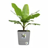 Elho Bloempot Greensense Aqua Care vierkant 30cm grijs - afbeelding 3