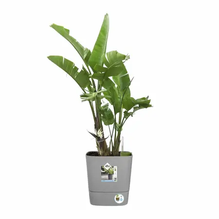 Elho Bloempot Greensense Aqua Care vierkant 30cm grijs - afbeelding 4