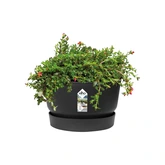 Elho greenville bowl 33cm living black - afbeelding 6