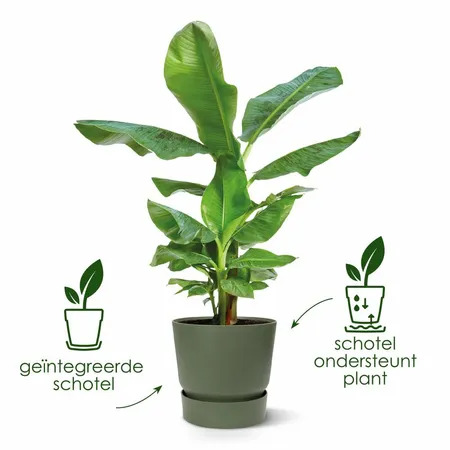 Elho greenville round 40cm blad groen - afbeelding 3