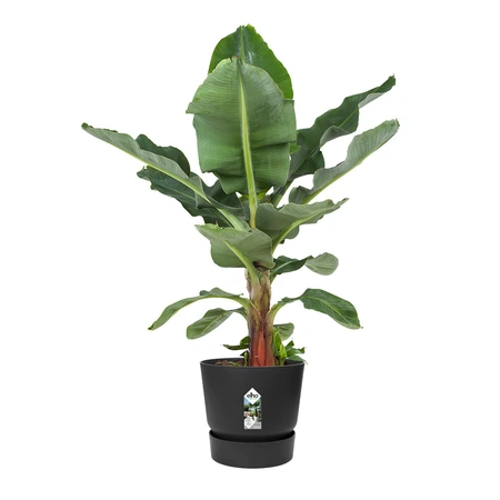 Elho greenville round 40cm living black - afbeelding 2