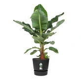 Elho greenville round 40cm living black - afbeelding 2