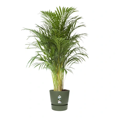 Elho greenville round 47cm blad groen - afbeelding 2