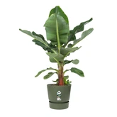 Elho greenville round 55cm blad groen - afbeelding 2