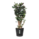 Elho greenville round 55cm living black - afbeelding 2