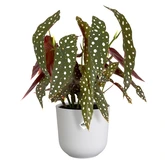 Elho jazz rond 14cm zijdewit - afbeelding 2