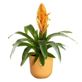 Elho jazz rond 16cm amber geel - afbeelding 2