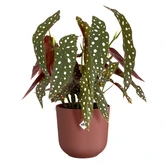 Elho jazz rond 19cm toscaans rood - afbeelding 2