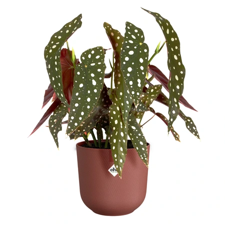 Elho jazz rond 19cm toscaans rood - afbeelding 8