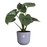 Elho jazz rond 23cm lavendel lila - afbeelding 2