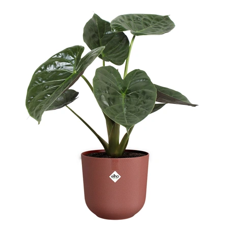 Elho jazz rond 23cm toscaans rood - afbeelding 2