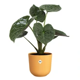 Elho jazz rond 26cm amber geel - afbeelding 8