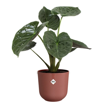Elho jazz rond 26cm toscaans rood - afbeelding 8