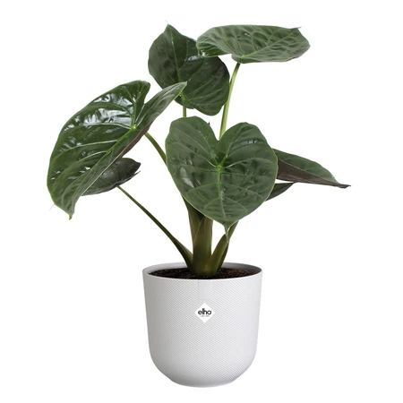 Elho jazz rond 26cm zijdewit - afbeelding 2
