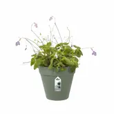 Elho Loft Urban Green Wall Single 15 cm Groen - afbeelding 2