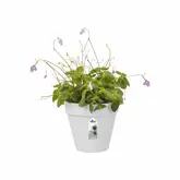 Elho loft urban green wall single 15cm - afbeelding 3