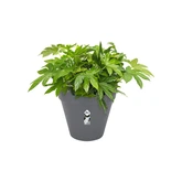 Elho loft urban rond wielen 50cm antraciet - afbeelding 8