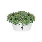 Elho loft urban wandbak 40cm wit - afbeelding 2