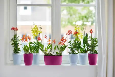 Elho Orchideepot Brussels High - D12,5cm Transparant - afbeelding 3