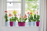 Elho Orchideepot Brussels High - D12,5cm Transparant - afbeelding 3
