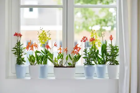 Elho Orchideepot Brussels High - D12,5cm Wit - afbeelding 3