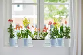 Elho Orchideepot Brussels High - D12,5cm Wit - afbeelding 3