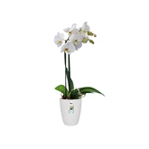 Elho Orchideepot Brussels High - D12,5cm Wit - afbeelding 4