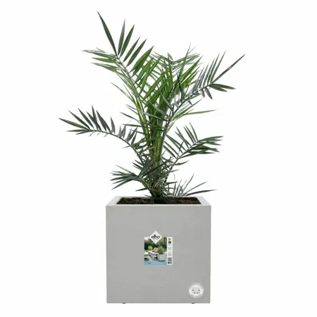 Elho Plantenbak Vivo Next vierkant 30cm grijs - afbeelding 3