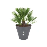 Elho Plantenpot Loft Urban rond met wielen - D60cm Antraciet - afbeelding 5