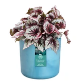 Elho the ocean collection round 16cm atlantisch blauw - afbeelding 2