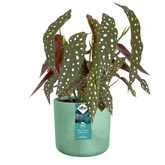 Elho the ocean collection round 16cm pacifisch groen - afbeelding 2