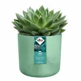 Elho The Ocean Collection Round 22 cm Groen - afbeelding 3