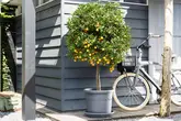 Elho universele schotel rond 30cm antraciet - afbeelding 4
