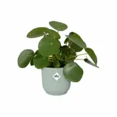 Elho Vibes Fold Rond 14 cm Groen - afbeelding 2