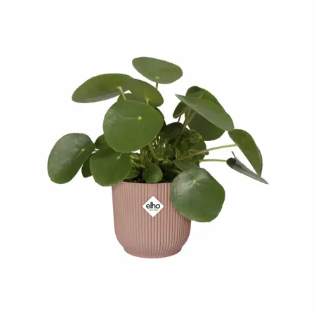 Elho Bloempot Vibes Fold rond wielen 35cm roze - afbeelding 3