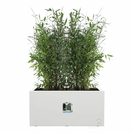 Elho Bloempot Vivo Next Lang 80cm wit - afbeelding 2