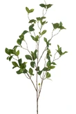 Enkianthus spray green 115cm