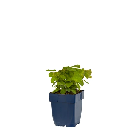 Epimedium perralch. 'Frohnleiten'