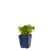 Epimedium perralch. 'Frohnleiten'