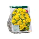 Eranthis Cilicica per 15
