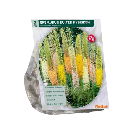 Eremurus Ruiter Hybriden Mix per 2