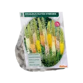 Eremurus Ruiter Hybriden Mix per 2