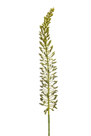 Eremurus seed spray green 105cm
