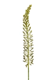 Eremurus seed spray green 105cm