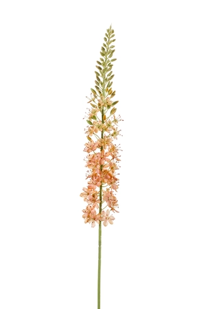 Eremurus spray peach 105cm