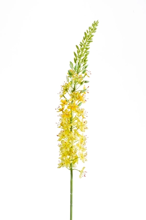 Eremurus spray yellow 105cm