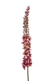 Eremurus spray burgundy 109cm